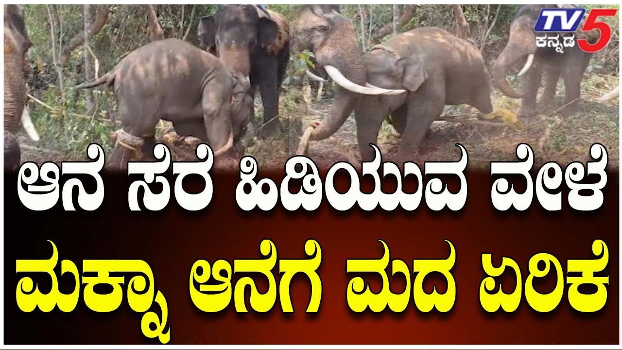 Hassan Wild Elephant | ಆನೆ ಸೆರೆ ಹಿಡಿಯುವ ವೇಳೆ ಮದವೇರಿದಂತೆ ವರ್ತಿಸಿದ ಮಕ್ನಾ ಆನೆ  | Tv5 Kannada