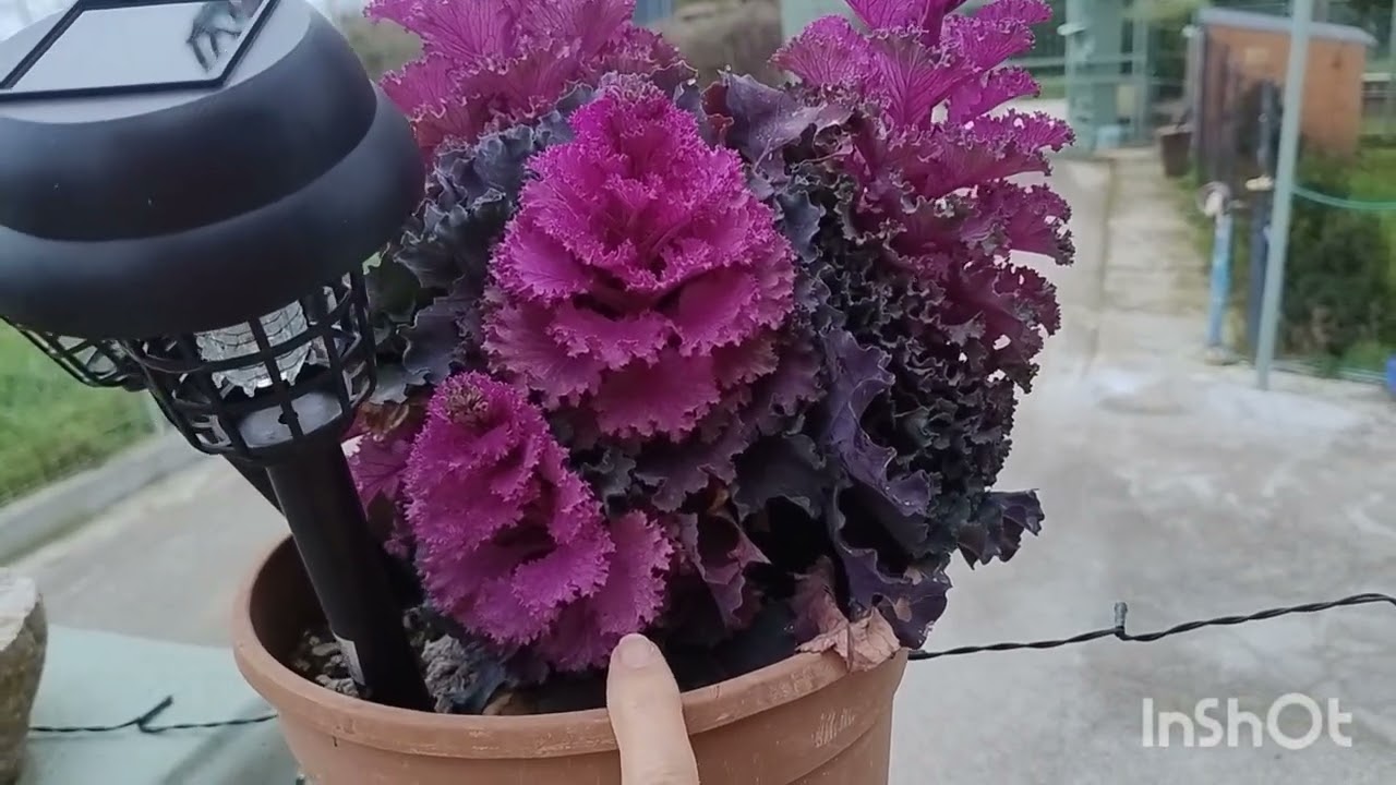 Preparo il concime per una buona fioritura delle piante