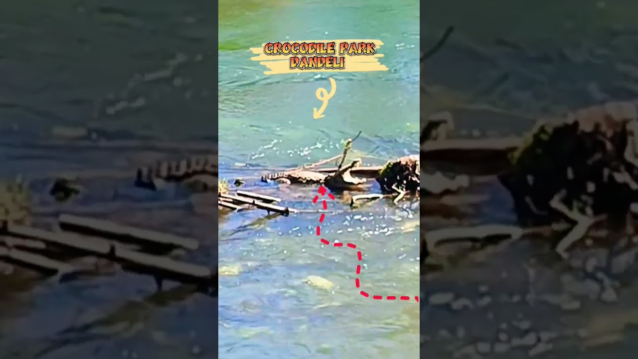 #shorts | #dandeli | Crocodile park Dandeli