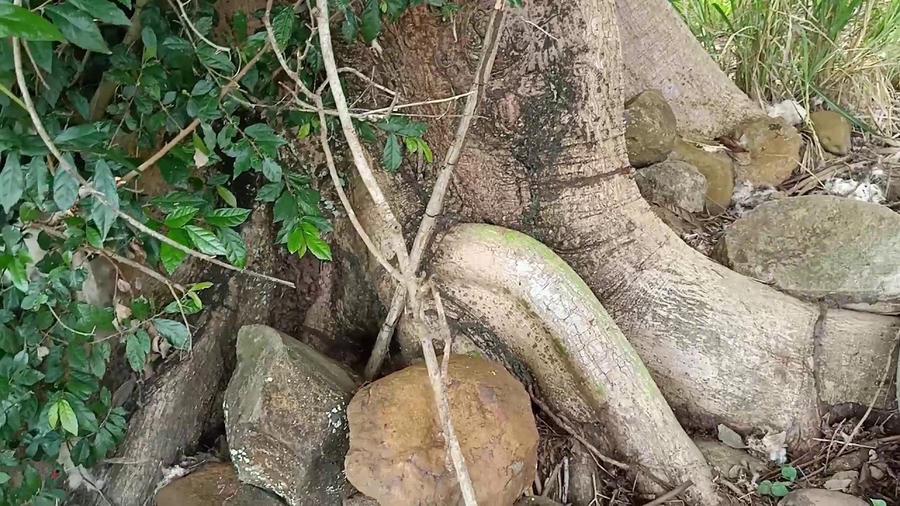 Yamashita Treasure/ Pyramid stone under the big tree /possible marking and sign