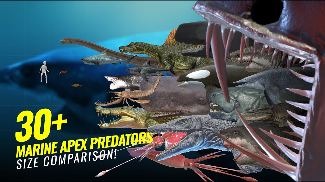Marine Apex Predators Size Comparison (Alive & Extinct!)
