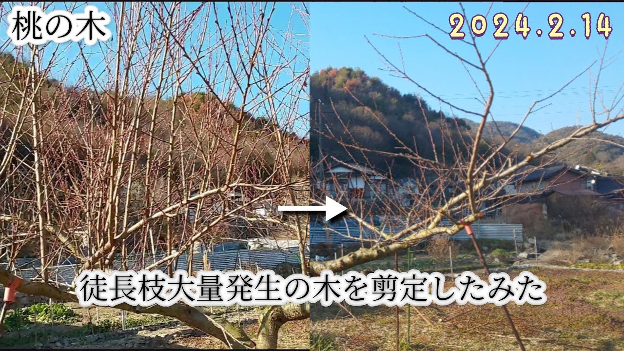 桃の木、冬剪定、徒長枝を切りまくる