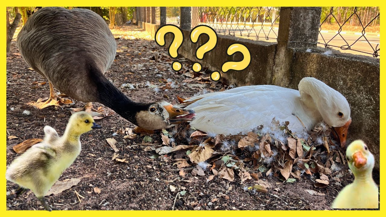 ATUALIZAÇÃO DOS ANIMAIS DO SÍTIO /SERÁ QUE TEREMOS FILHOTES DO GANSO HÍBRIDO ?