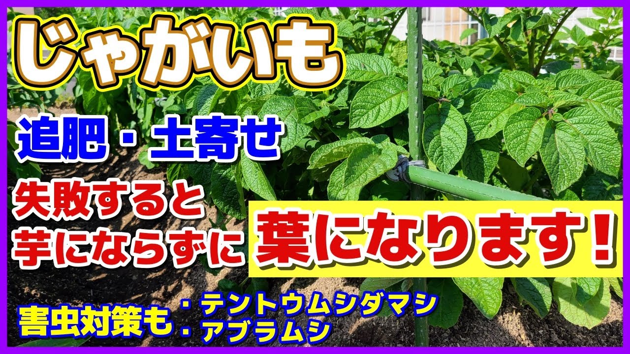 【完全ガイド】じゃがいも土寄せ失敗すると芋にならずに葉になります！（映像あり）花が咲いたら追肥・土寄せ／害虫テントウムシダマシ（卵の映像も）・アブラムシ対策／初めてでもわかるジャガイモ栽培／家庭菜園