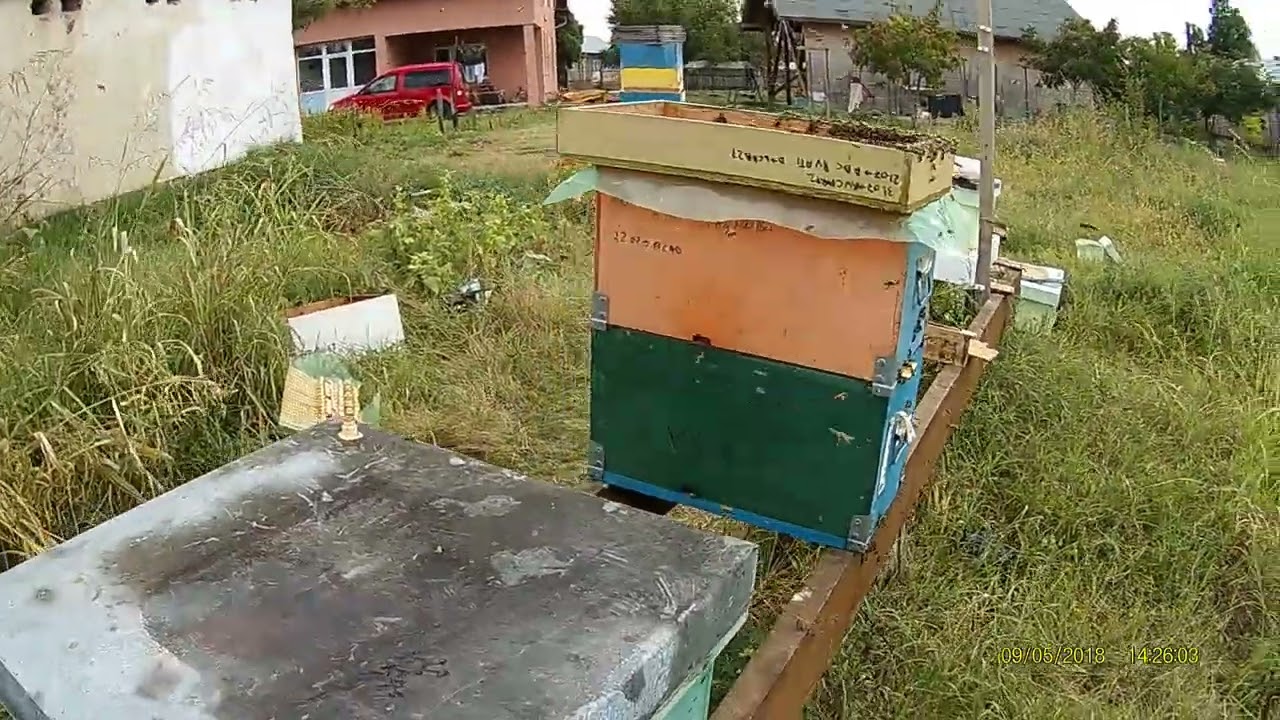 Ce am gasit noi aici? Stupina 