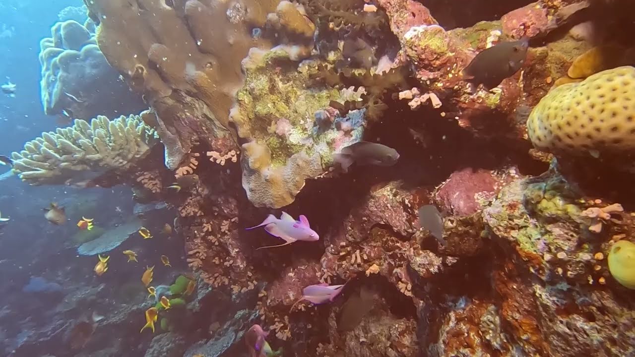 Fiji day 6 dive 1