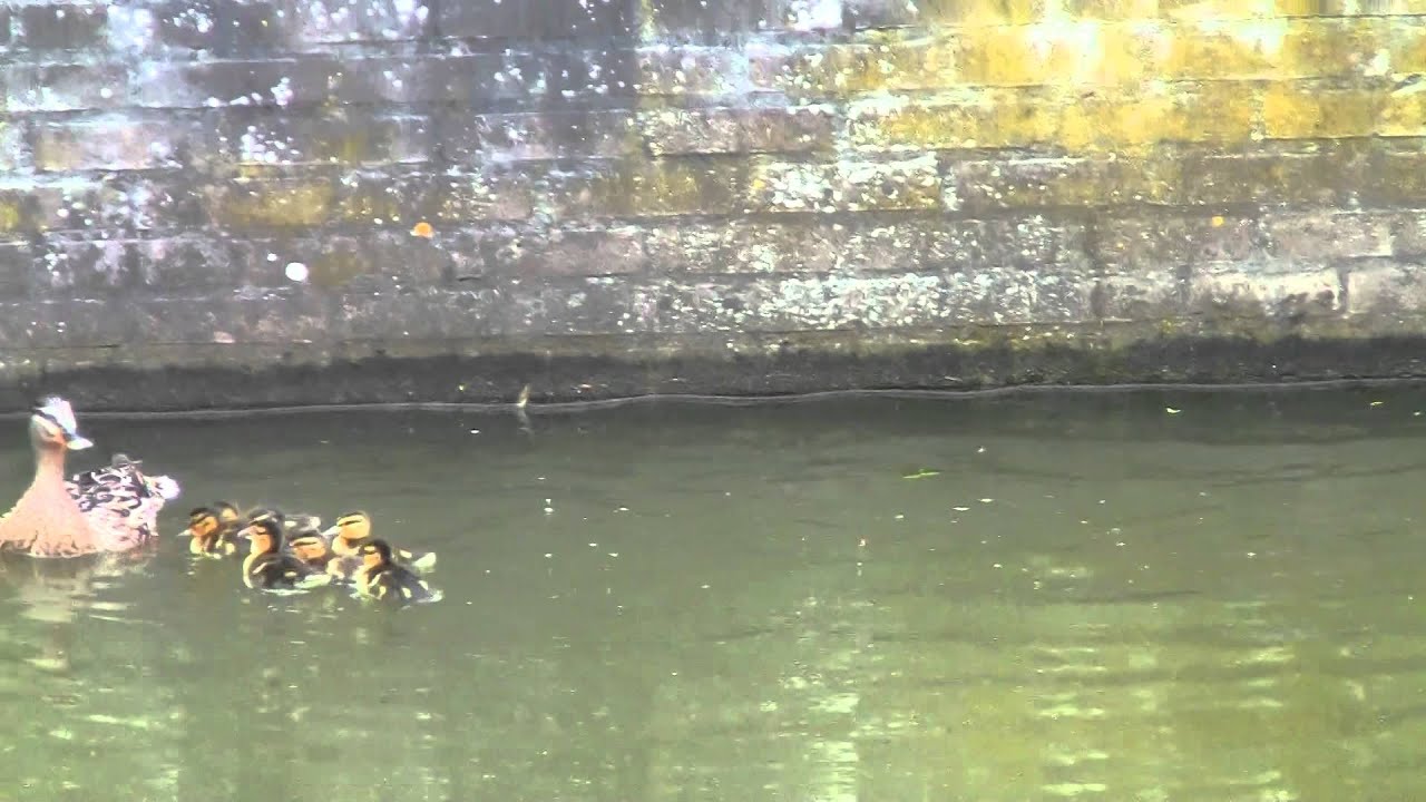Vroege Vogels - Eendjes maken enorme sprong