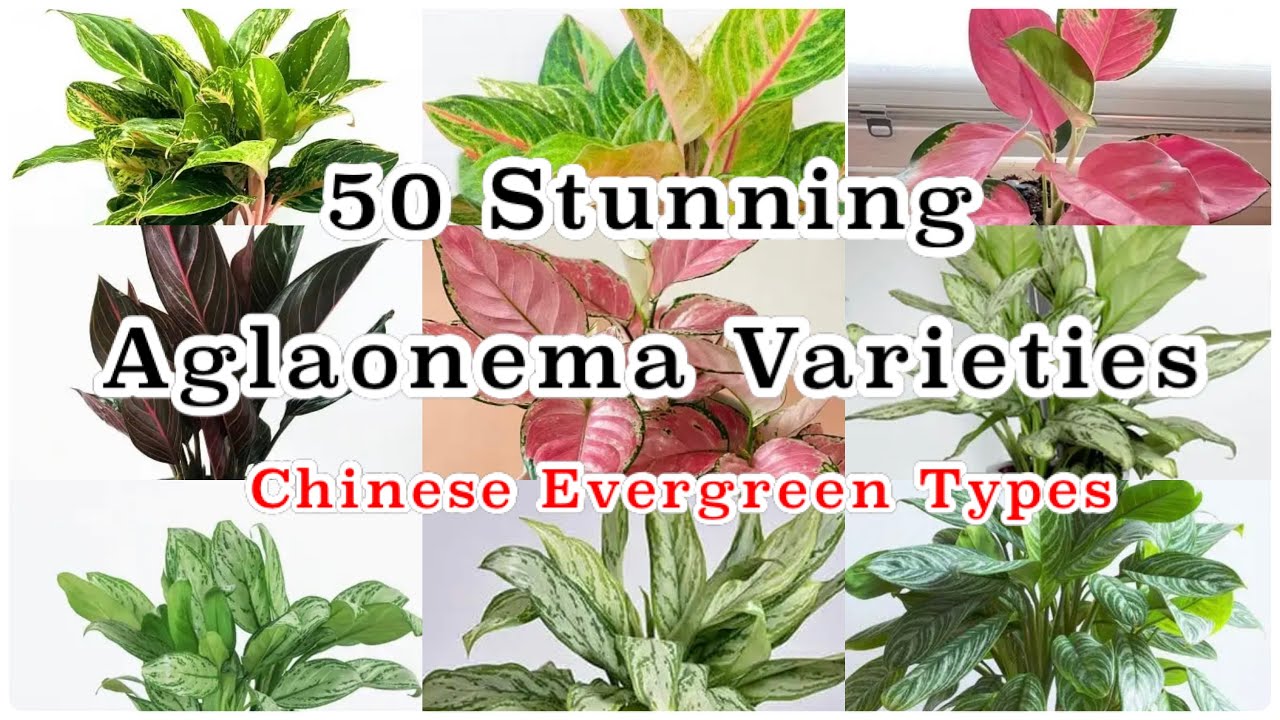 50 Stunning Aglaonema Varieties / Chinese Evergreen Plants #aglaonema