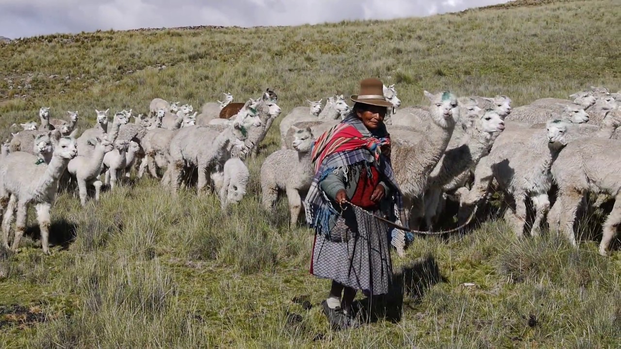 Alpaca Wool From Peru - Fiber of the Gods - Inkari
