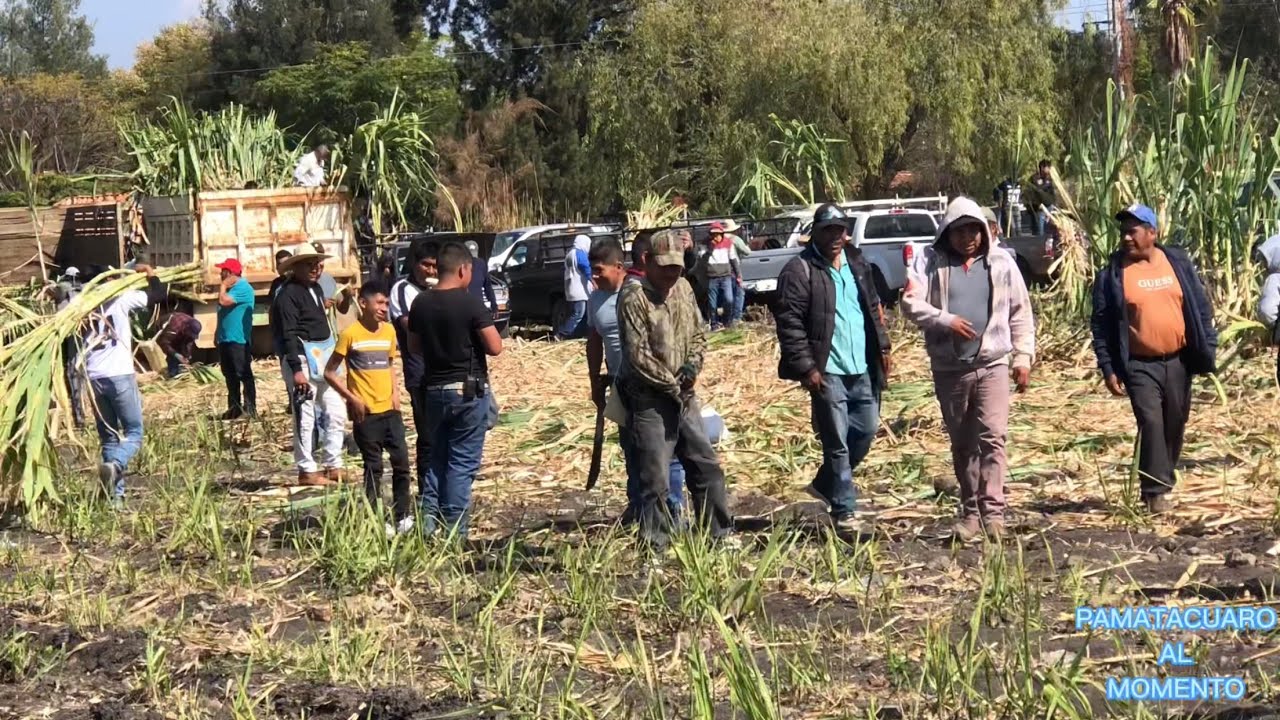 Así se vivió la traída de la caña desde TANGAMANDAPIO  ( FIESTA del niño Dios PAMATACUARO )  👶 🎊