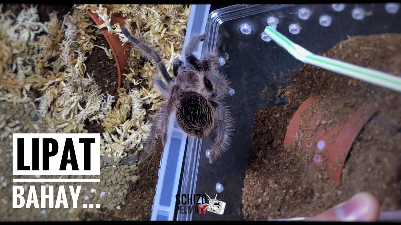 Lipat bahay at complete enclosure set up! (B. albopilosum)