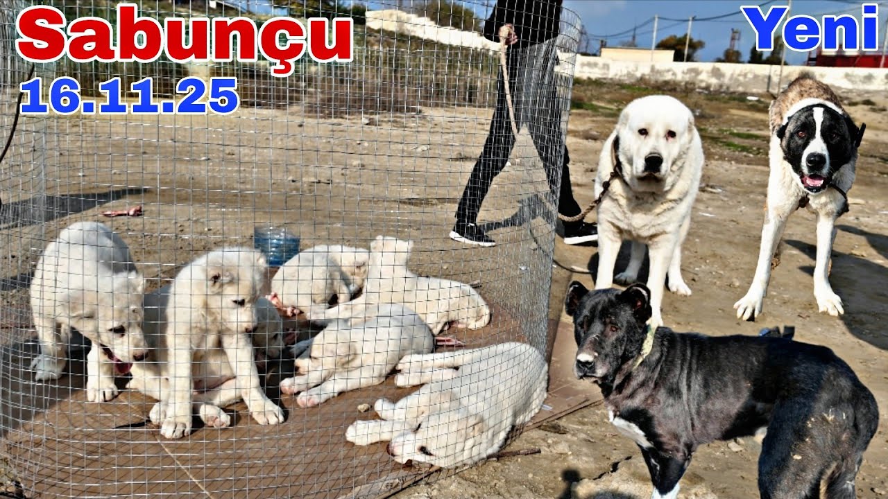 Sabunçu İT Bazarı. 16 Noyabr 2025 @mubarizemintv2271 