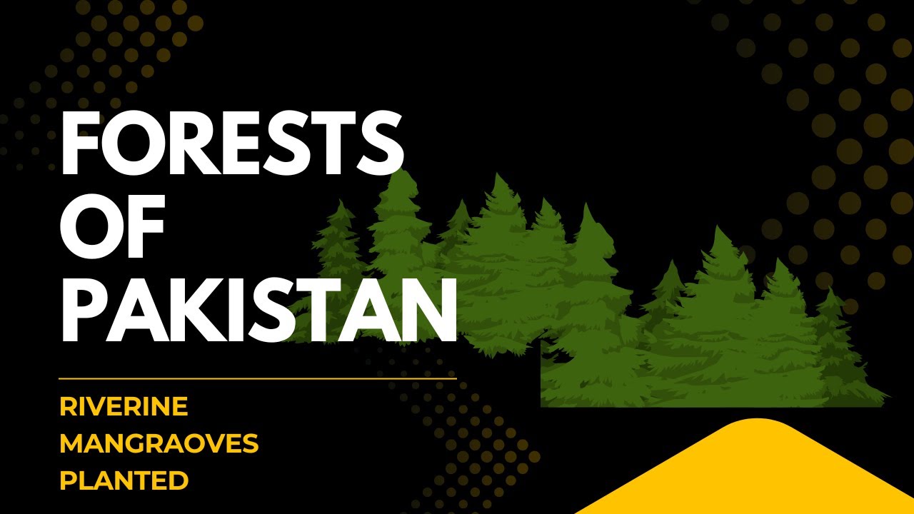 Forests of Pakistan | Importance of Forests | different types of forests in Pakistan