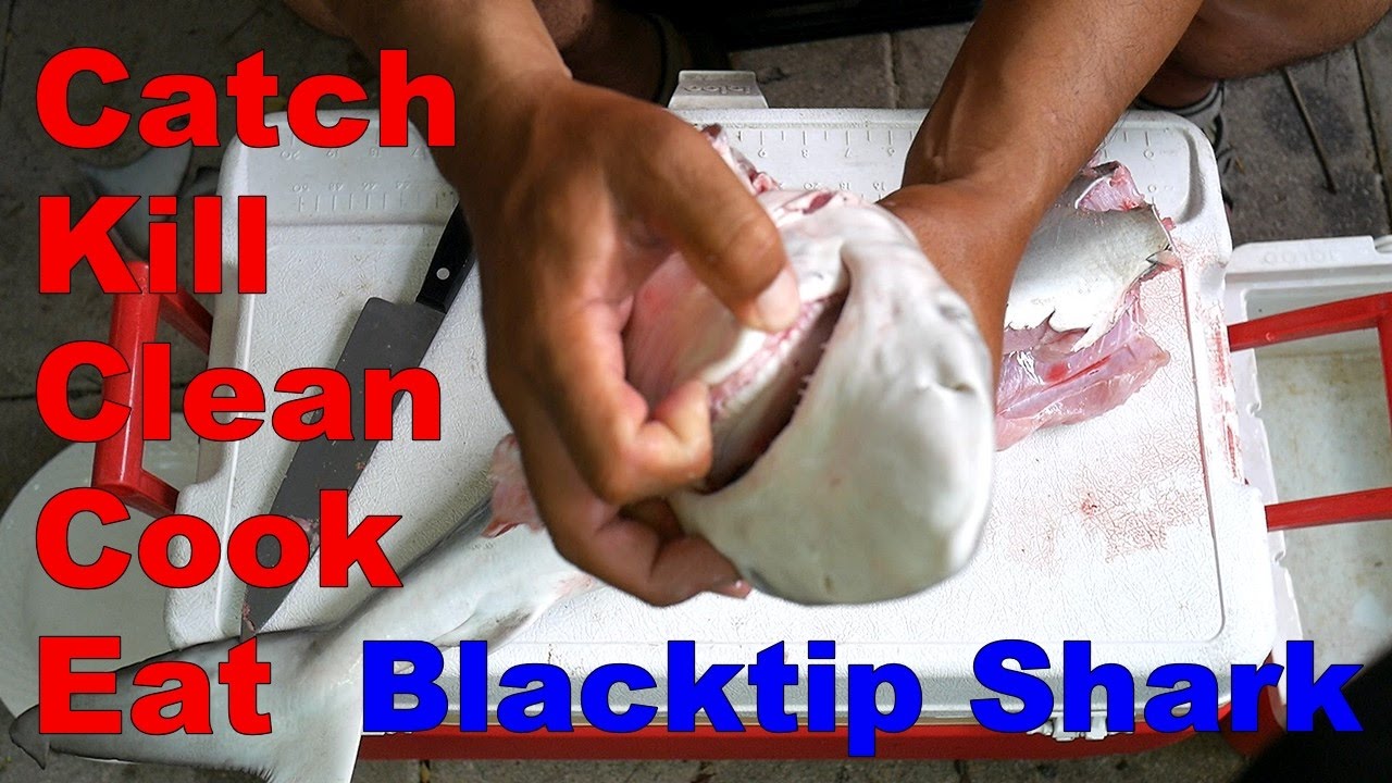 Catch, Kill, Clean, Cook, Eat - BLACKTIP SHARK