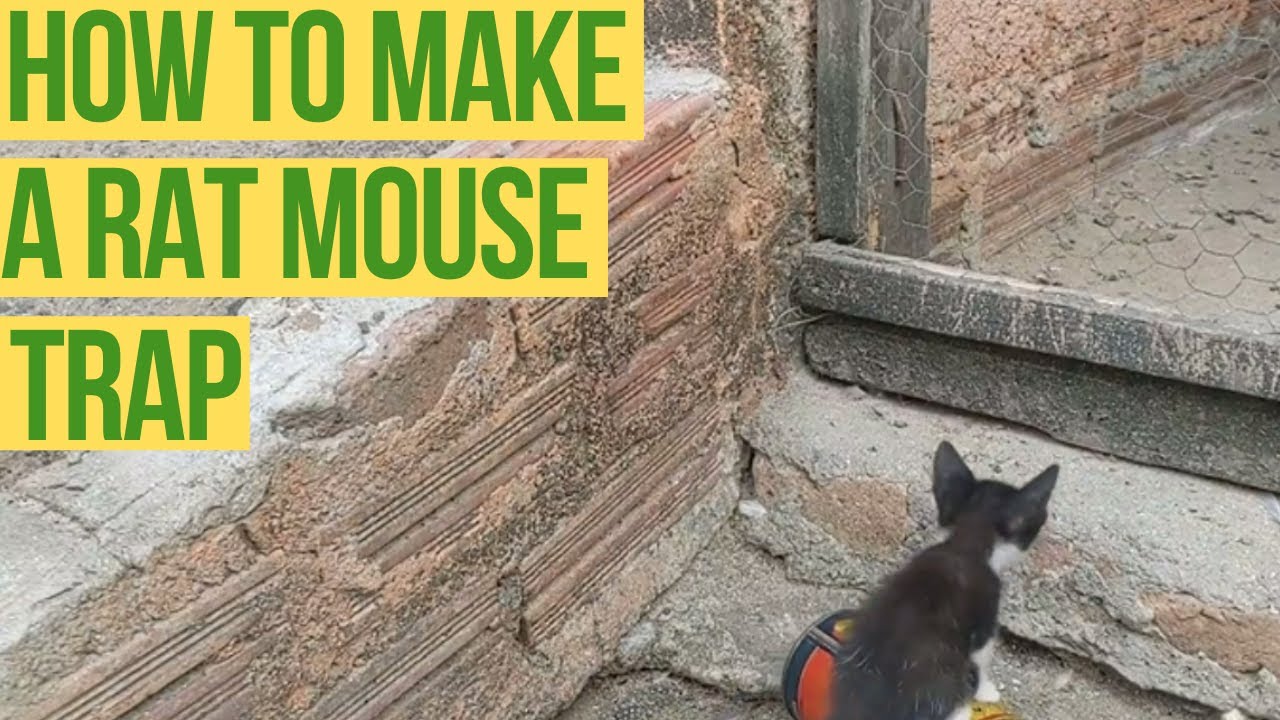Rat Mouse trap Ready in Minutes