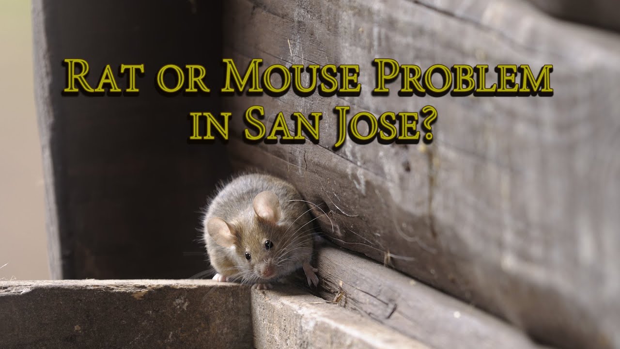 San Jose Rat and Mouse Problem
