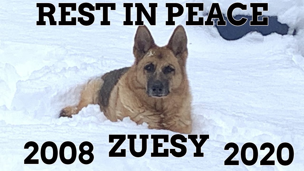 HOW TO BUILD A RAMP FOR DOGS STEP BY STEP