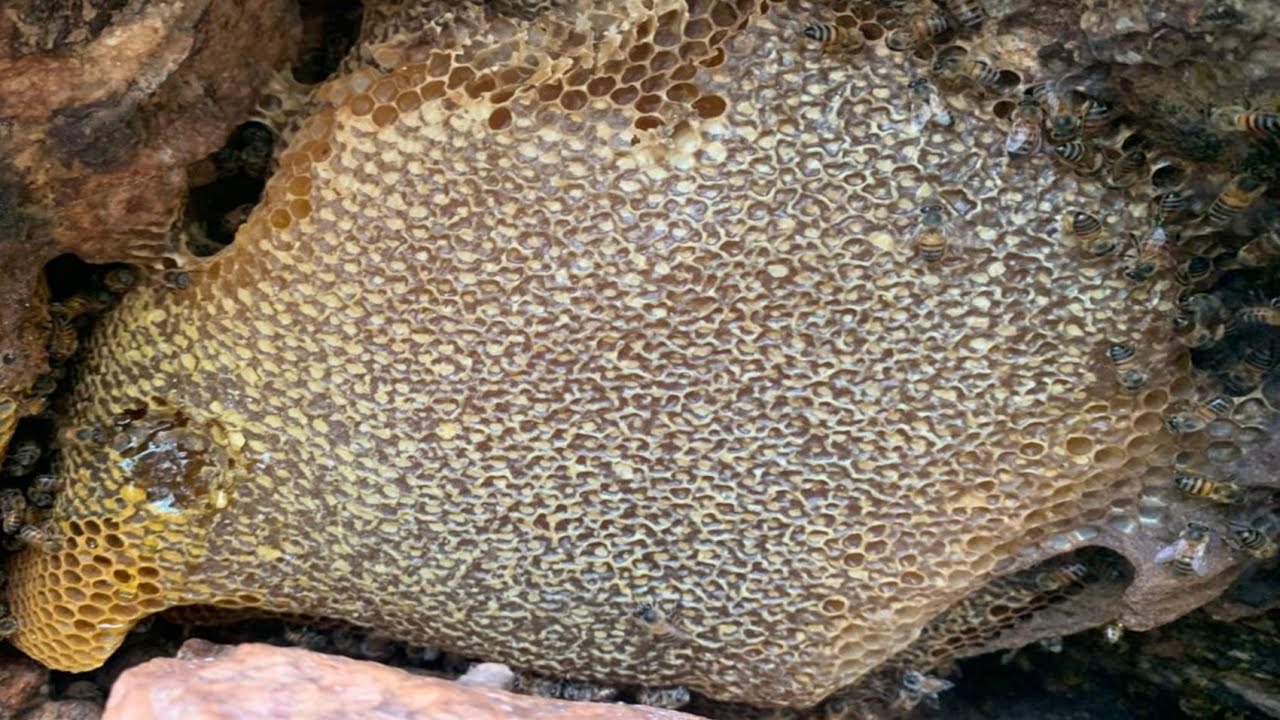 TIRANDO+UMA ABELHA COM MAIS DE 15 LITROS DE MEL ESSA É BOA😱