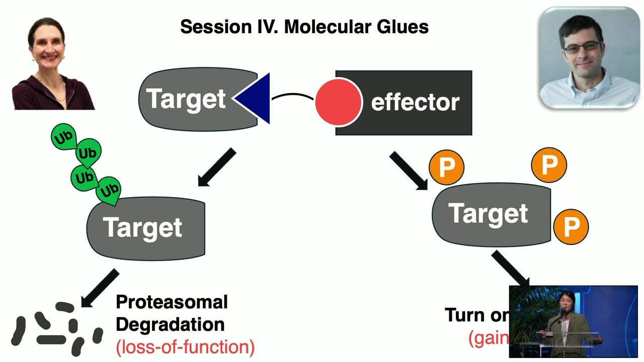 Heeseon An - Session Leader: Session IV - Molecular Glues