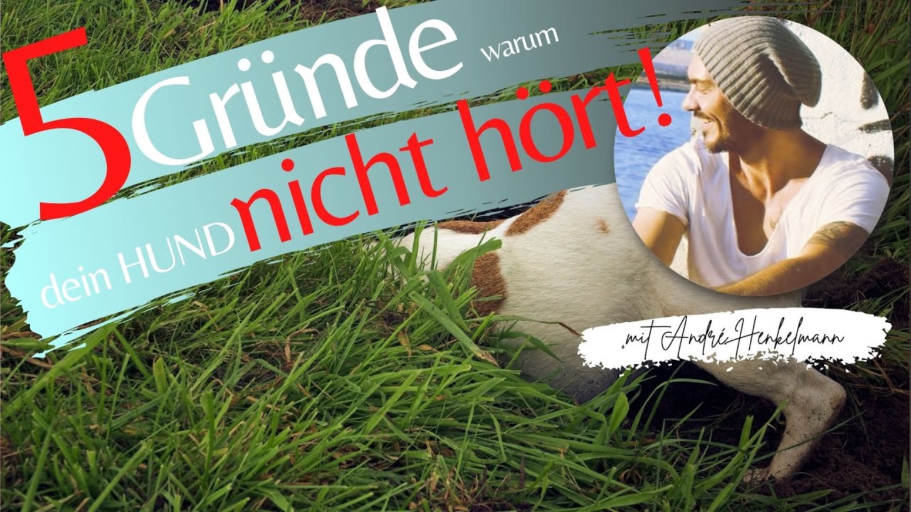 5 Gründe warum dein Hund nicht hört! (Profi-Tipps)