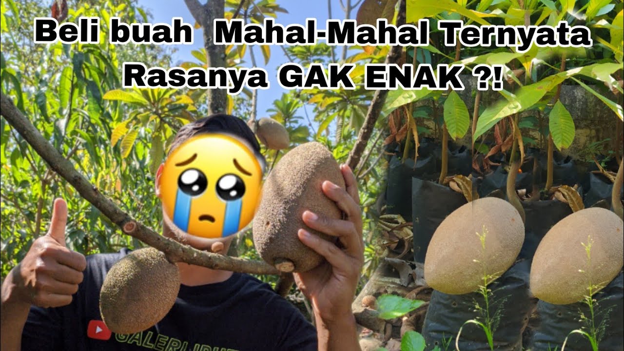Review Jujur Makan Sawo  Mamey Sapote | Harga satu buah jutaan ?!