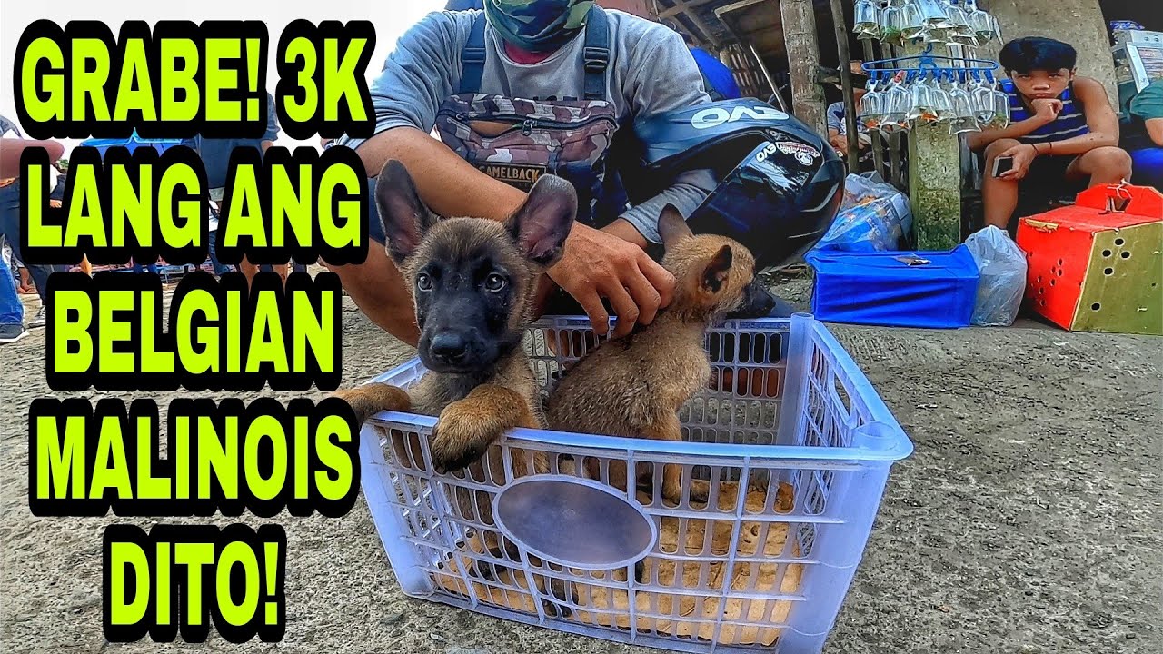 PINAKA MURANG BELGIAN NA NAKITA KO!