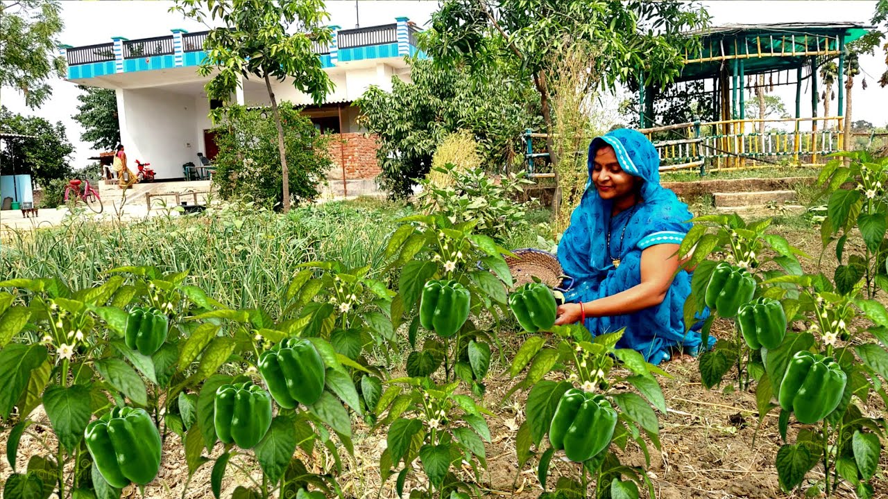 बच्चे हो या बड़े सबको पसंद आएगी ये शिमला मिर्च की ये स्वादिस्ट सब्जी | Capsicum Recipe Village Style