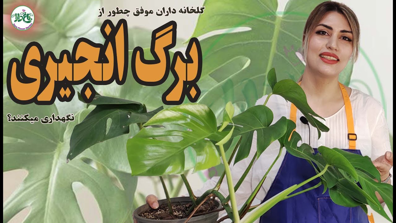 برگ انجیری | نگهداری از گیاه برگ انجیری به سبک گلخانه داران