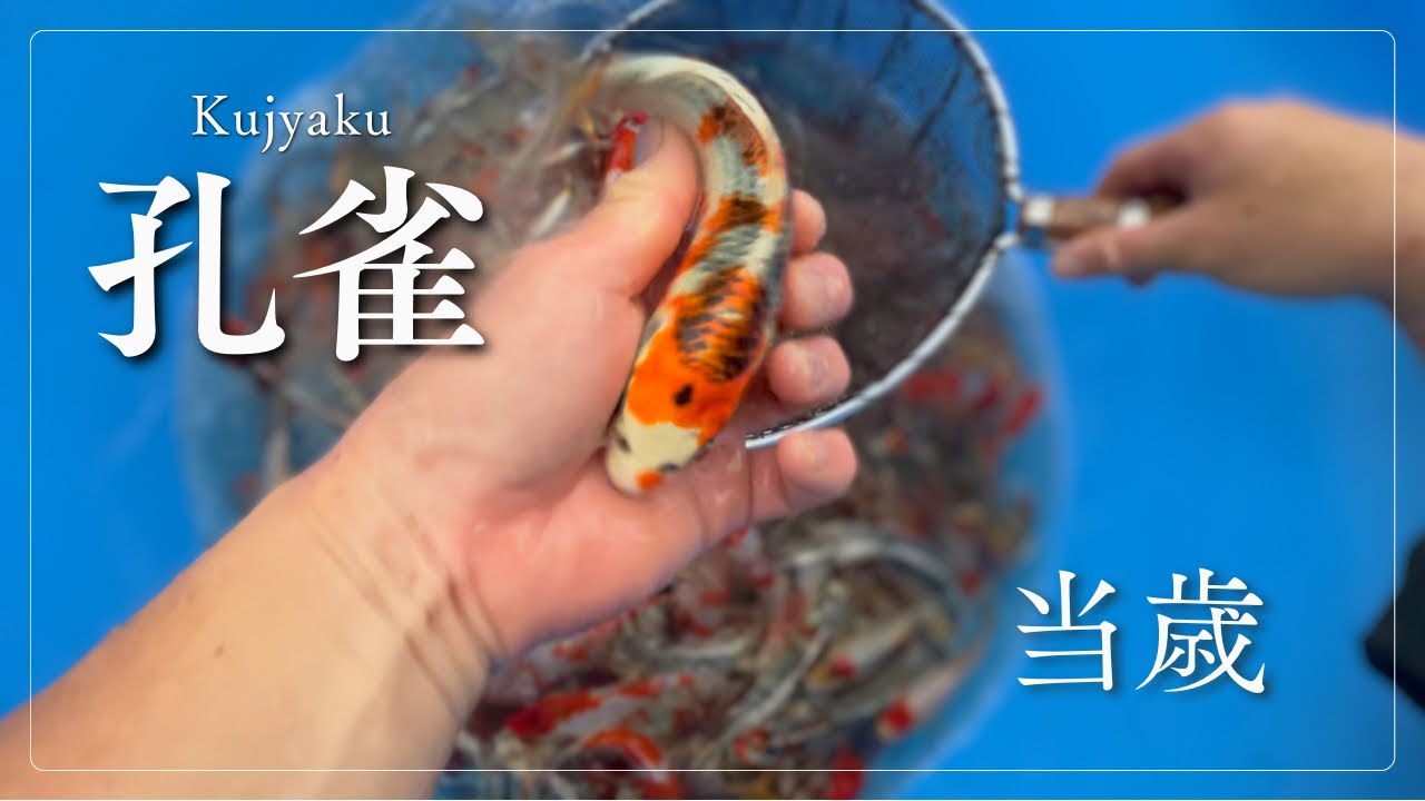 2024年産の孔雀の出来は？#koi #koifish＃錦鯉＃紅孔雀