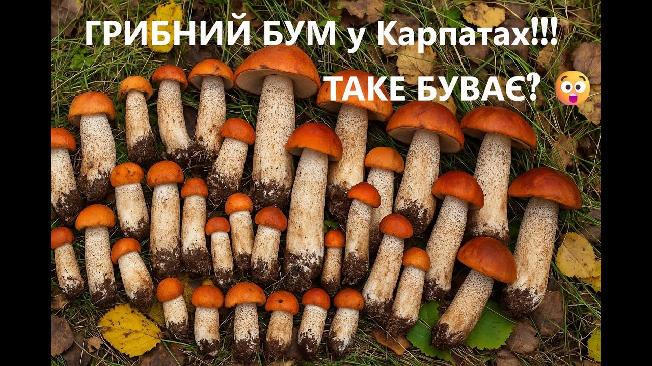 15 КГ грибів за 2 години! Таке буває???
