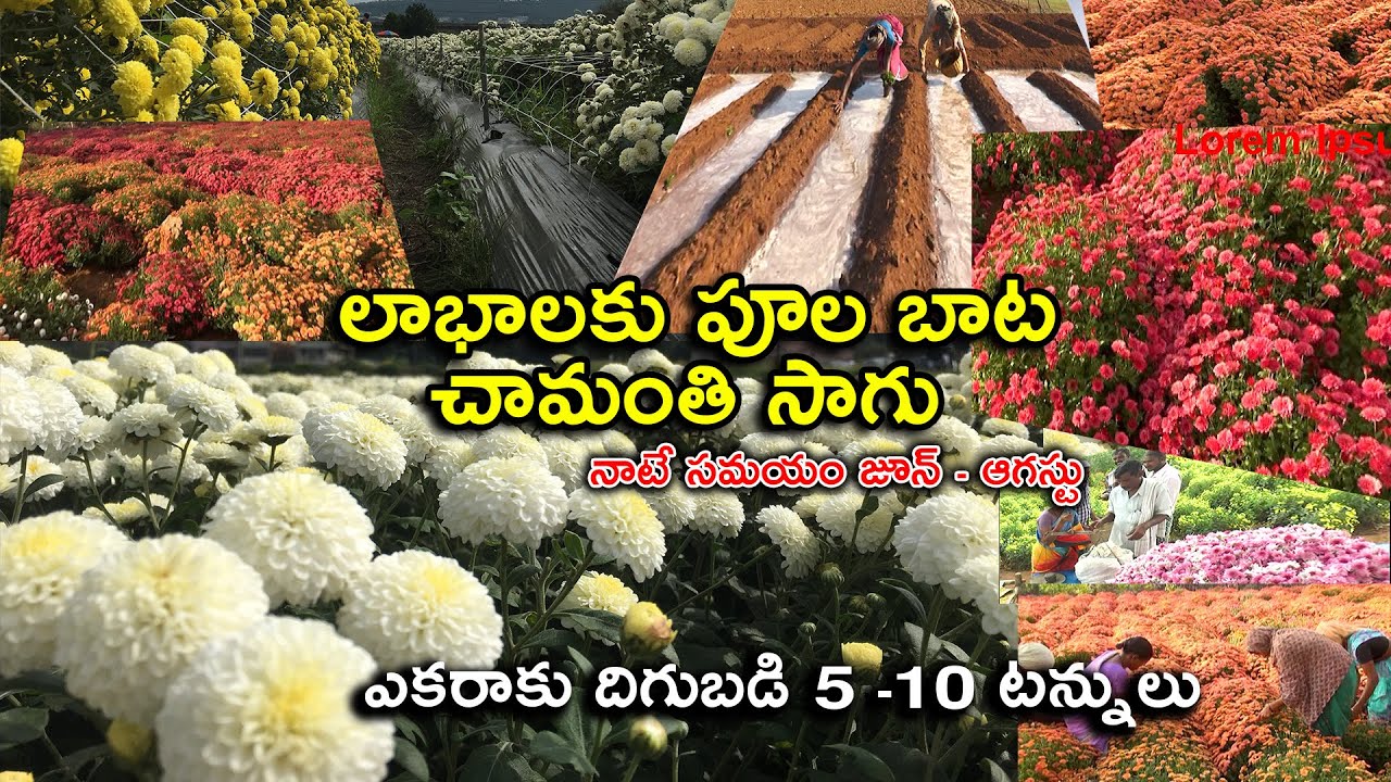 లాభాలకు పూల బాట చామంతి పూల సాగు || Chrysanthemum Cultivation || నాటేందుకు సమయం ఇదే || Karshaka Mitra