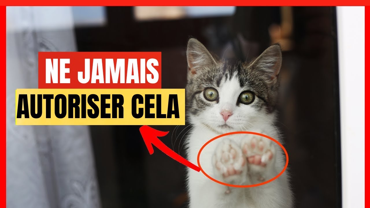 Si vous avez un chat d'intérieur, ne faites jamais ceci !
