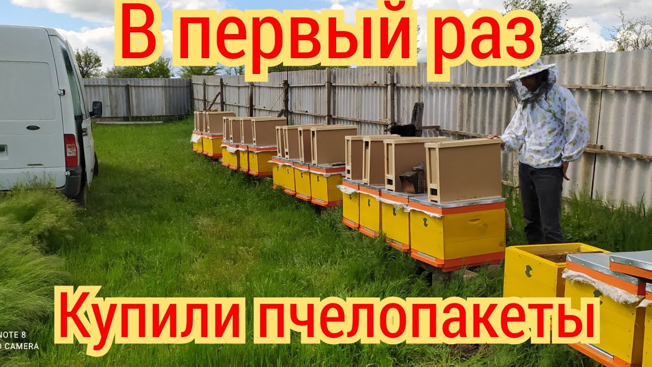 Впервые купил пчелопакеты.  Что нам продали?