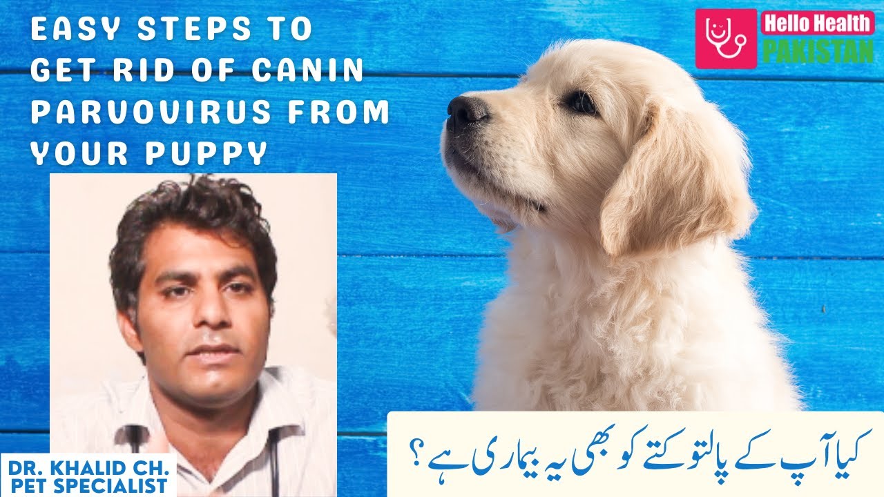 Canine Parvovirus symptoms and treatment in urdu by Dr. Khalid Chaudhry