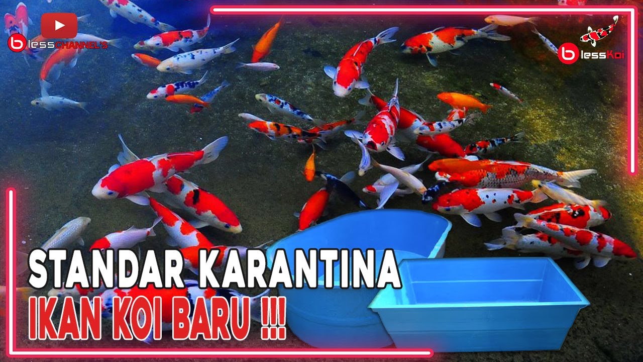 STANDAR KARANTINA IKAN KOI BARU ❗❗❗