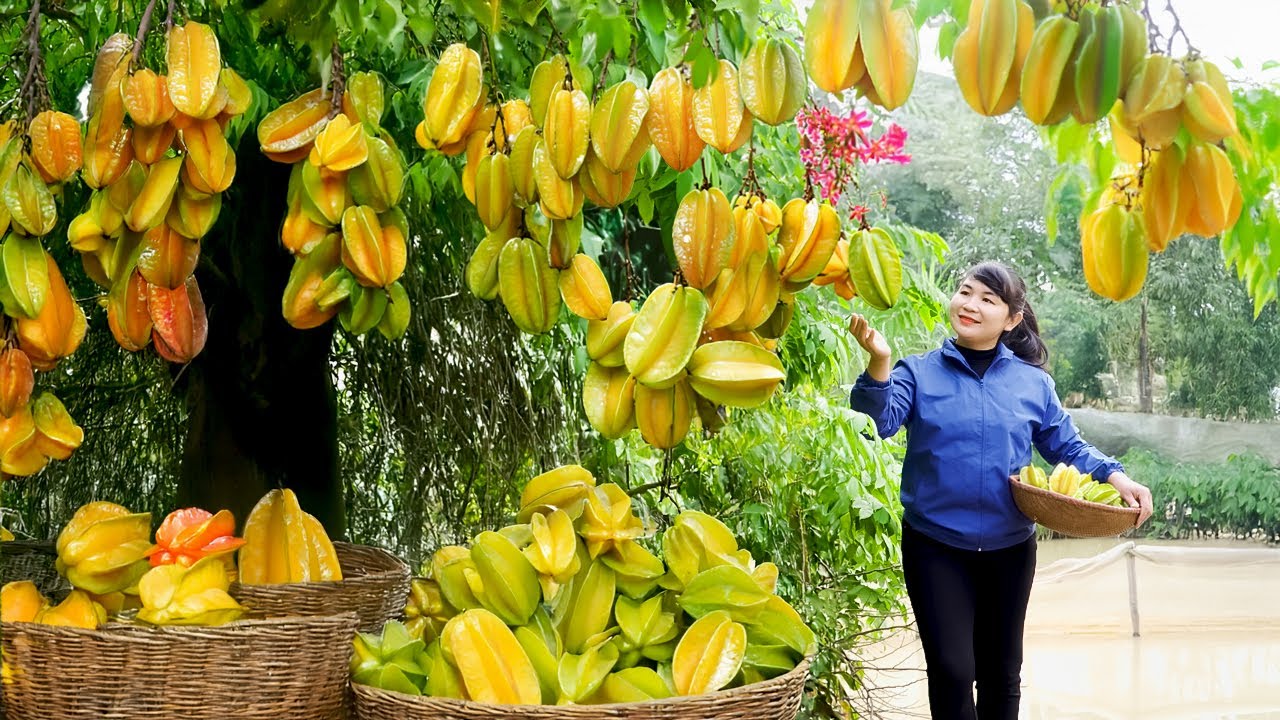 Harvest Starfruit, goes to the market to sell - Harvesting and Cooking |Tieu Vy Real Life