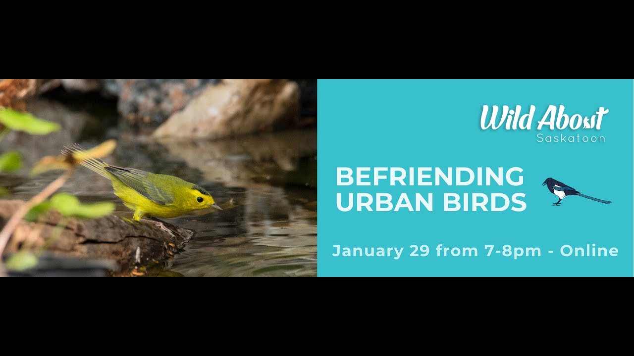 Befriending Urban Birds