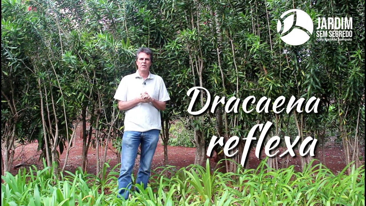 Pleomele (Dracaena reflexa) - Jardim sem segredo com Haroldo Sampaio
