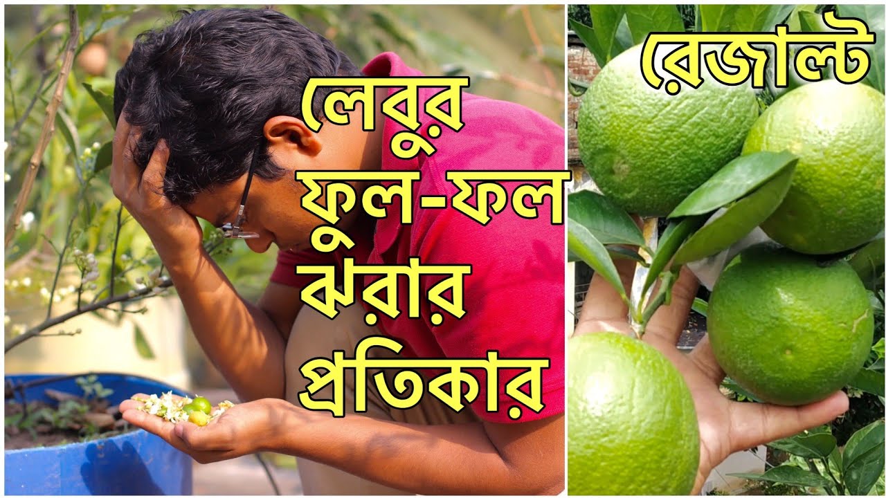 লেবু ফুল এর কোন স্টেজ এ কি পরিচর্যা করবেন l citrus flower care in different stages