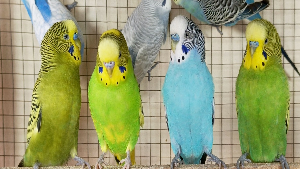 12 Hour Help Lonely Budgies to Chirp, Nature Parakeets Bird Sound