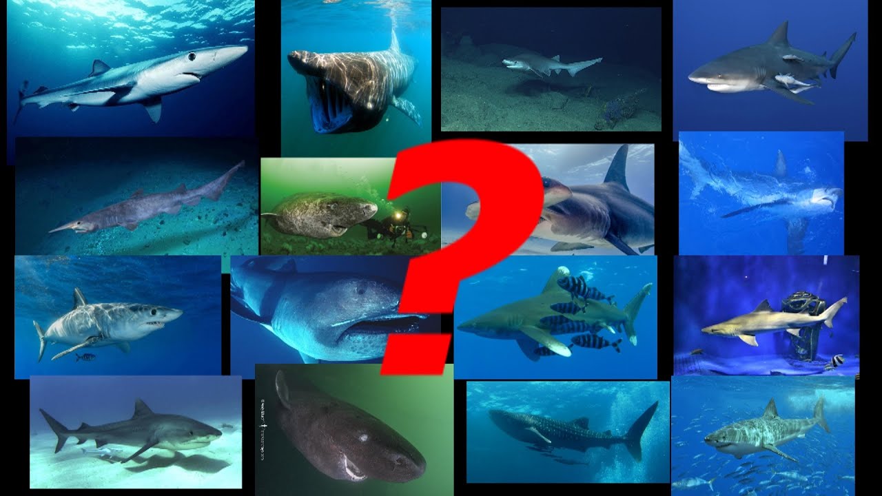 Top 16 Biggest Sharks and Their Actual Sizes