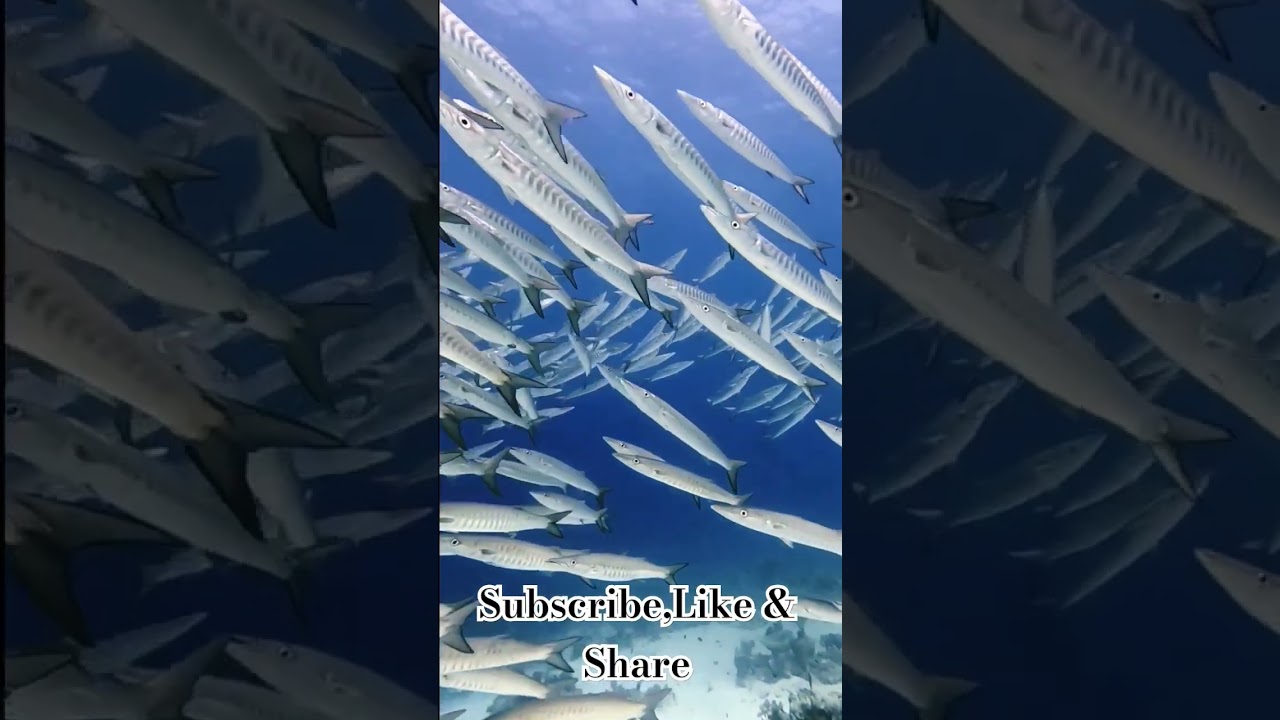 #baracuda #fish #seafish #crowd #video #crossing #group  #underwater #marinefish#sheela #fish #short