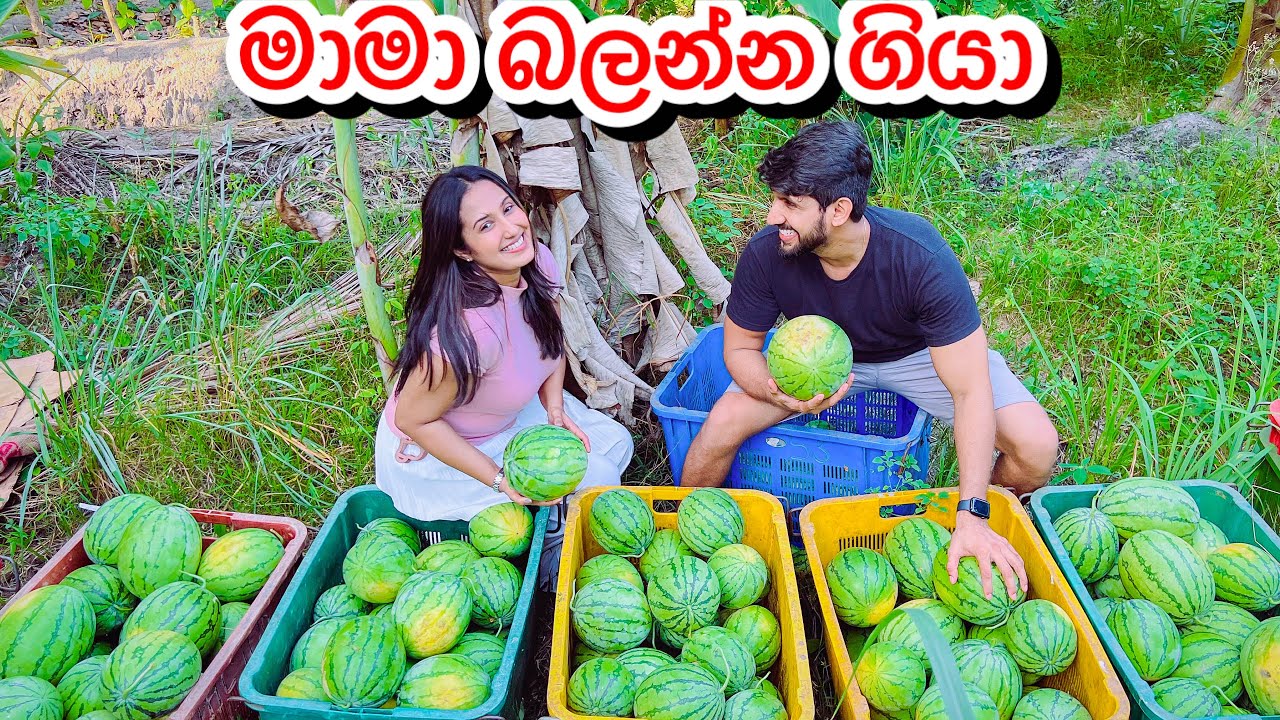 මාමා බලන්න ගිහින් කොමඩු හේනේ කොමඩු කැඩුවා කිලෝ 2000 කට වැඩිය- Sangeeth Dini Vlogs