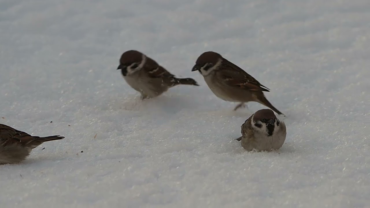 Takapihalta 8 2 2026, A7RV+200 600mm, 4K 50p PPei 10bit