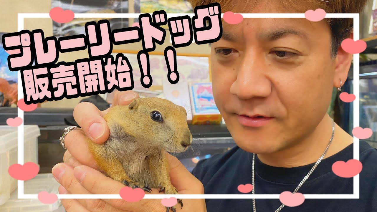 【激かわプレーリードッグ】宇宙規模🚀番外編【ベビーサイズ❤️ベタ馴れ‼️】