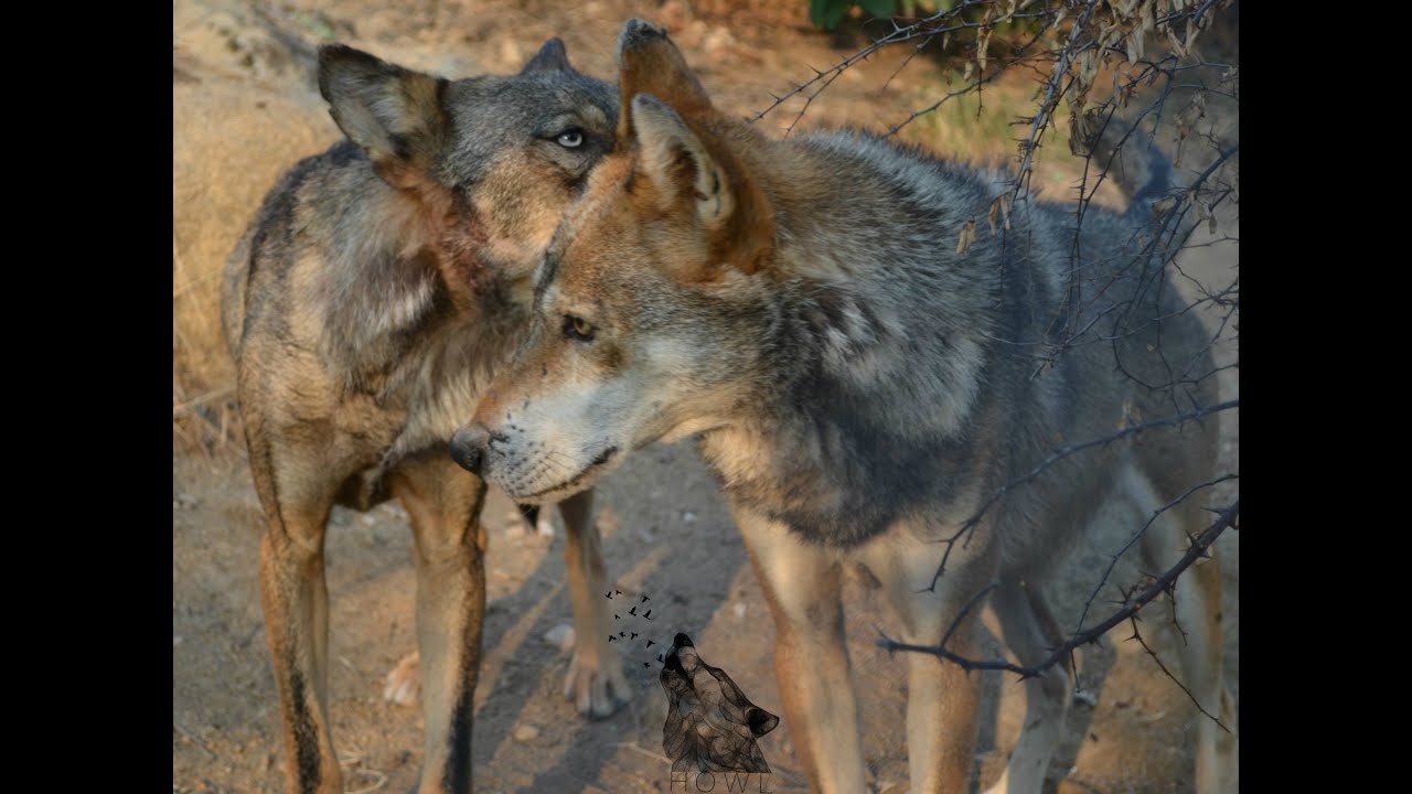 HOWL Steps into Wolf Territory