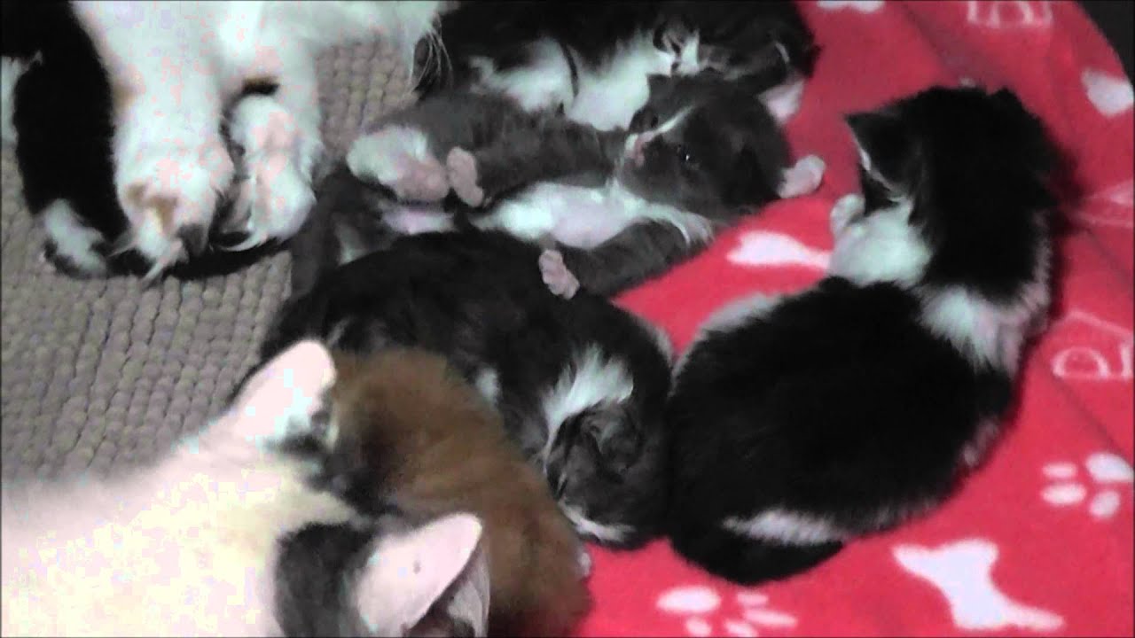 20.03.2015 Kittenalarm bei Lilly & Flecki