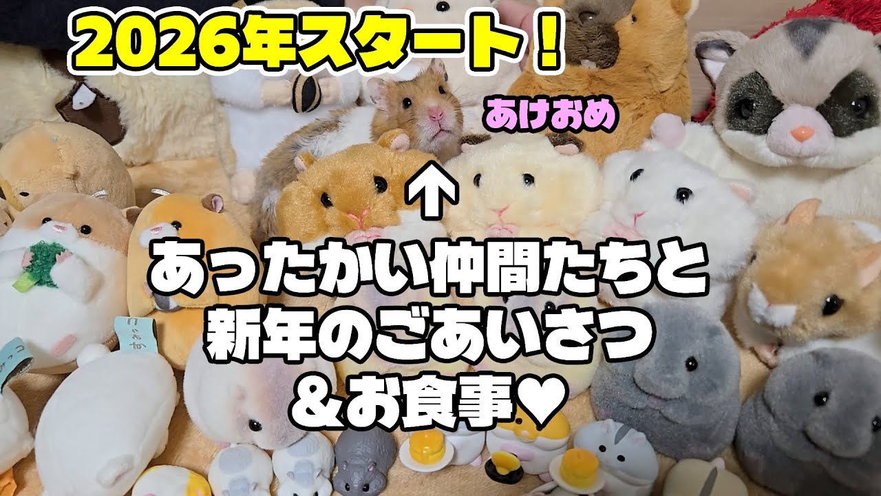 2026年スタート！大勢のあったかい仲間たちに囲まれながらお食事をするわが家のハムスター【あけおめ】