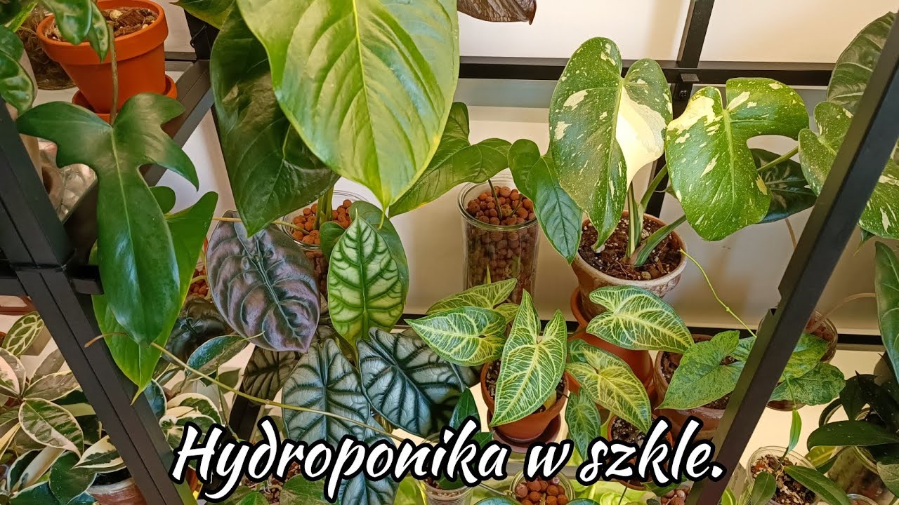 Bez ziemi, odpływu i w szkle? Hydroponika w Wiedźmim Lesie 🪴
