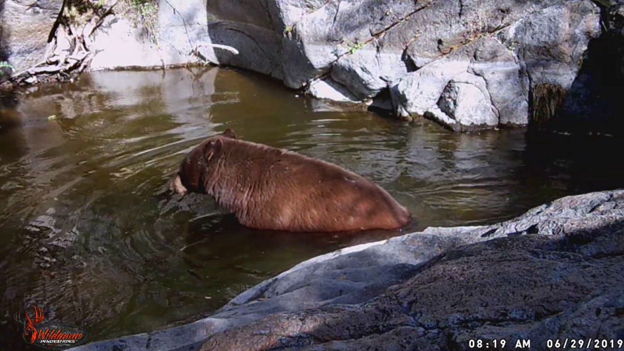 Trail Cam Journey Episode 3: Predator Pool